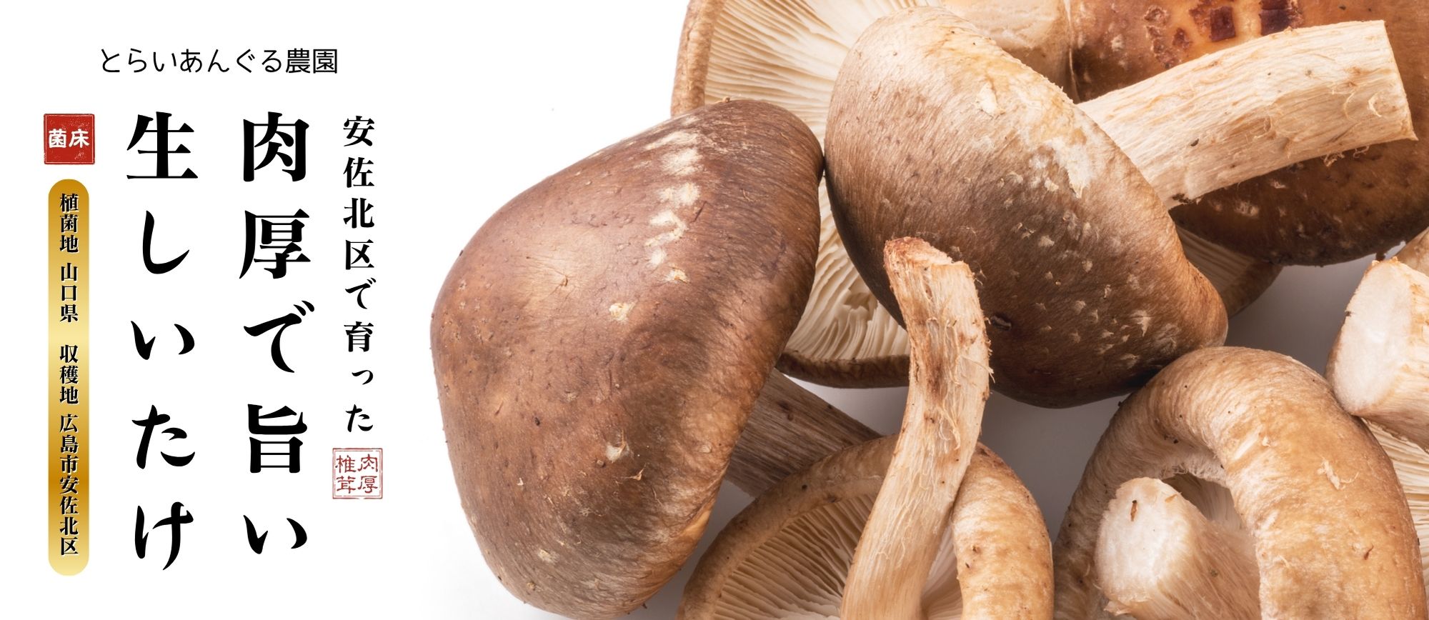 安佐北区で育った、とらいあんぐる農園の肉厚で旨い生しいたけ。広島市安佐北区で収穫され、山口県で植菌された菌床しいたけのアップ写真。