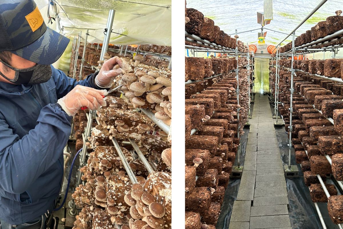 とらいあんぐる農園での椎茸収穫作業の様子。安佐北の就労支援型農園で、菌床から育った肉厚しいたけを丁寧に収穫する工程。