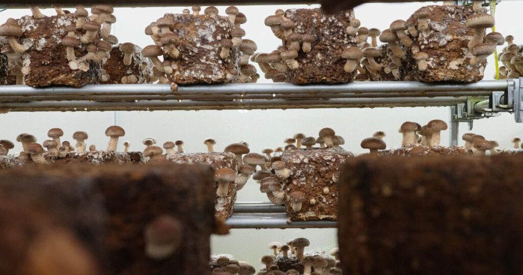 椎茸がびっしり育つ菌床栽培の棚｜広島市安佐北区・とらいあんぐる農園