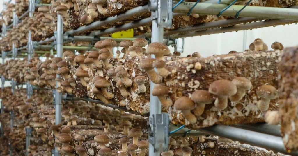 肉厚に育つ椎茸が並ぶ菌床棚｜広島市安佐北区・とらいあんぐる農園の椎茸栽培