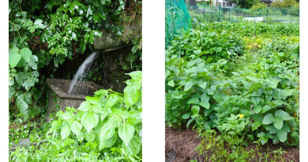 山の湧き水が流れる石の水槽と緑の植物｜広島市安佐北区・とらいあんぐる農園の自然