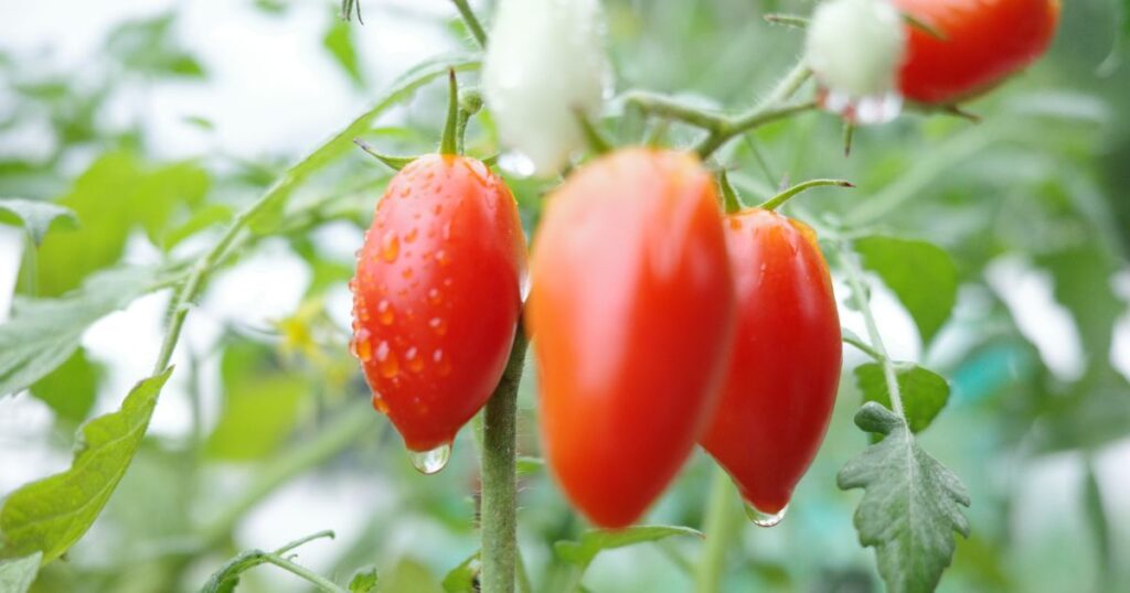 雨粒をまとった赤いミニトマト｜広島市安佐北区・とらいあんぐる農園の自然栽培野菜