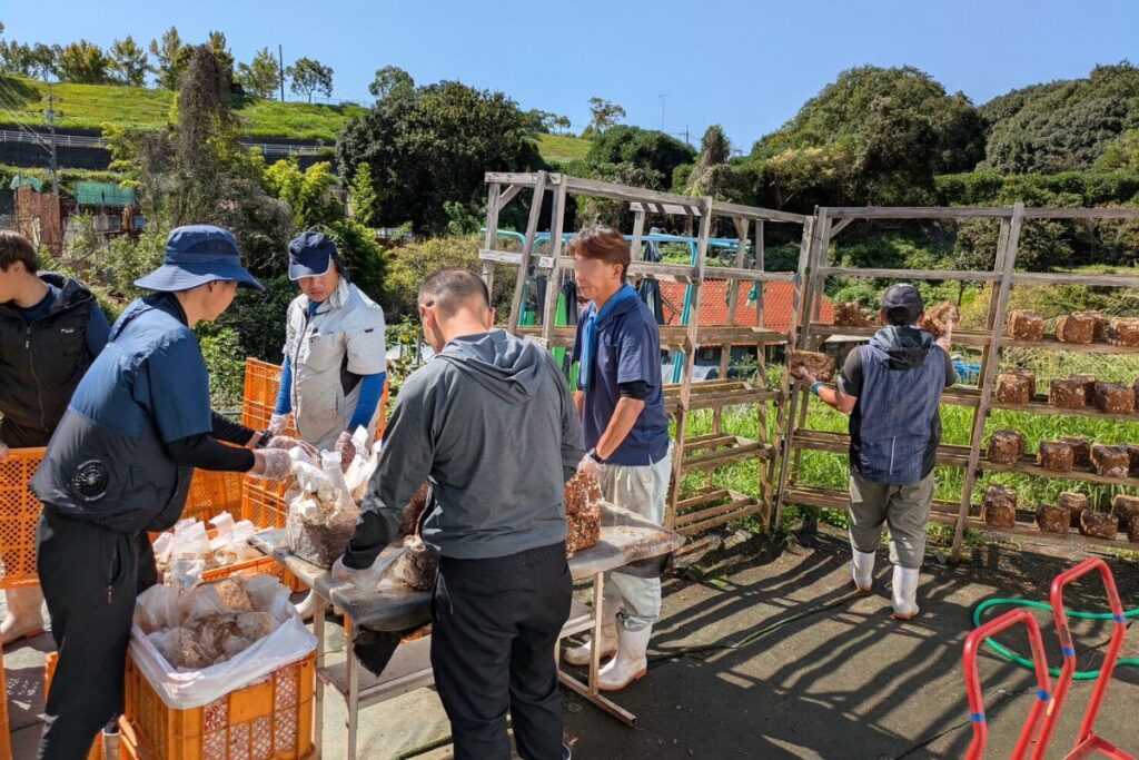 広島市安佐北区のとらいあんぐる農園で、秋晴れのもと椎茸の菌床を準備するスタッフの作業風景。地域の自然に囲まれた環境で育つ椎茸の栽培工程を撮影。