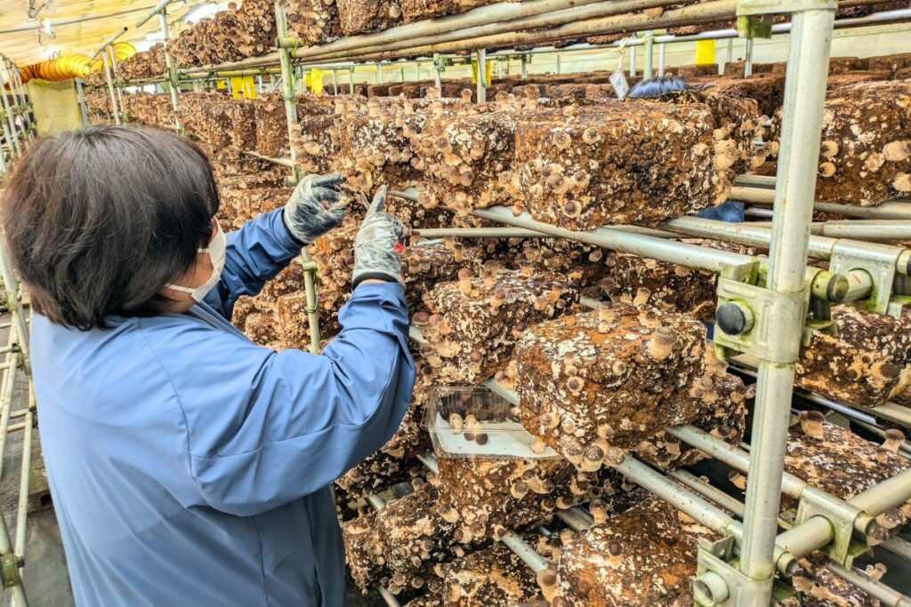 広島市安佐北区のとらいあんぐる農園で、椎茸の菌床を丁寧に管理する作業の様子。