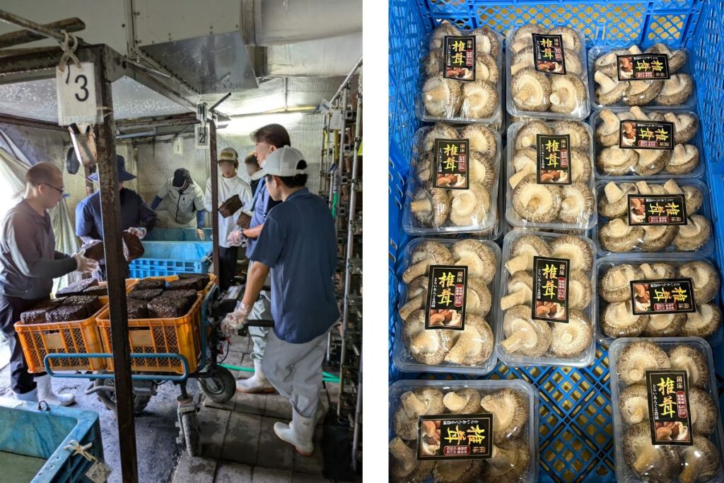 広島市安佐北区のとらいあんぐる農園で、椎茸の菌床を処理するスタッフと、収穫された肉厚椎茸の出荷準備。