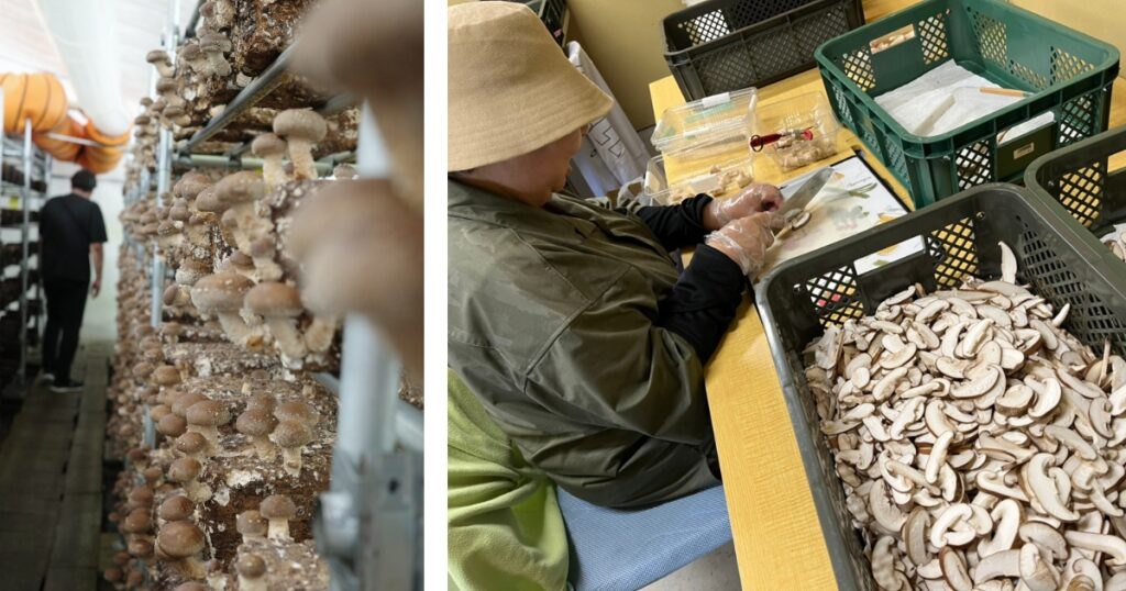 ハウス内で育つ広島産しいたけ。収穫を待つ原木栽培の現場風景。とらいあんぐる農園で、広島産しいたけを一つずつ手作業でカット・袋詰めする様子