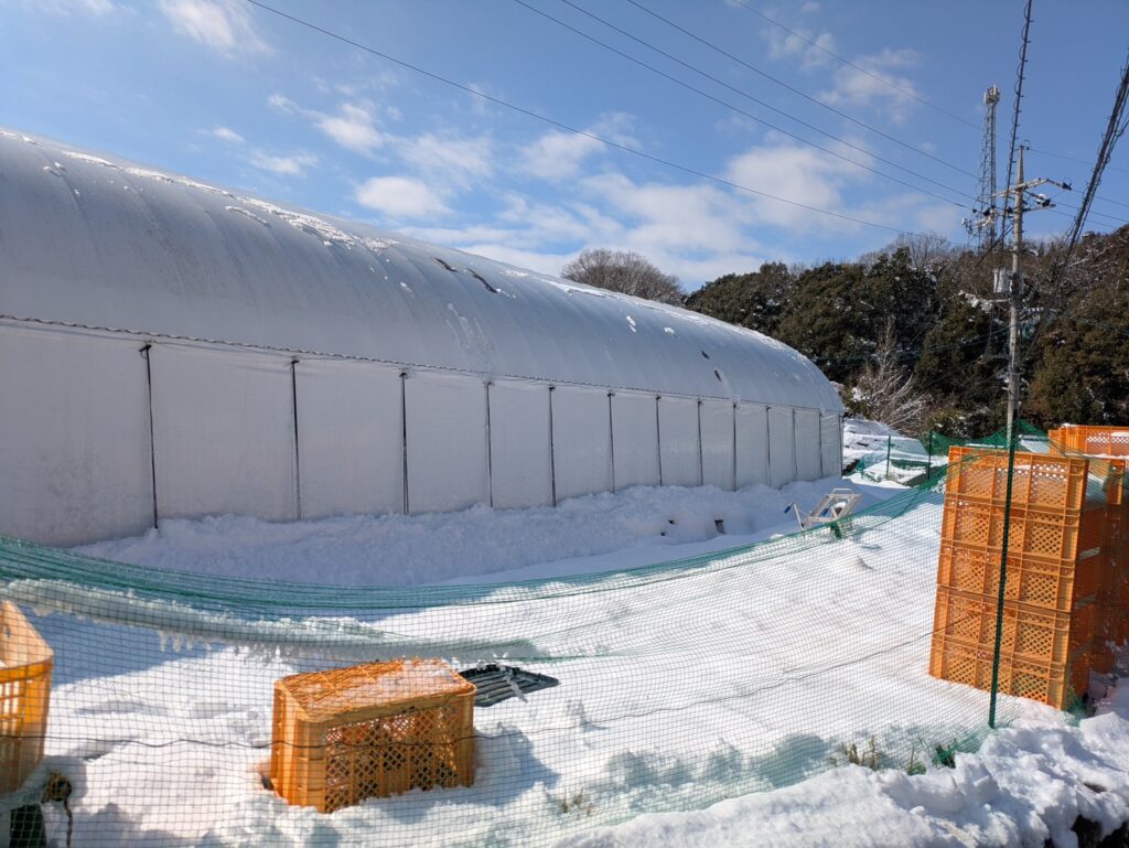 雪が積もったビニールハウスの外観と農園の作業スペース