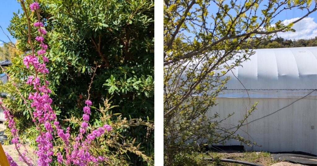 ビニールハウスと新緑が広がる春の農園風景