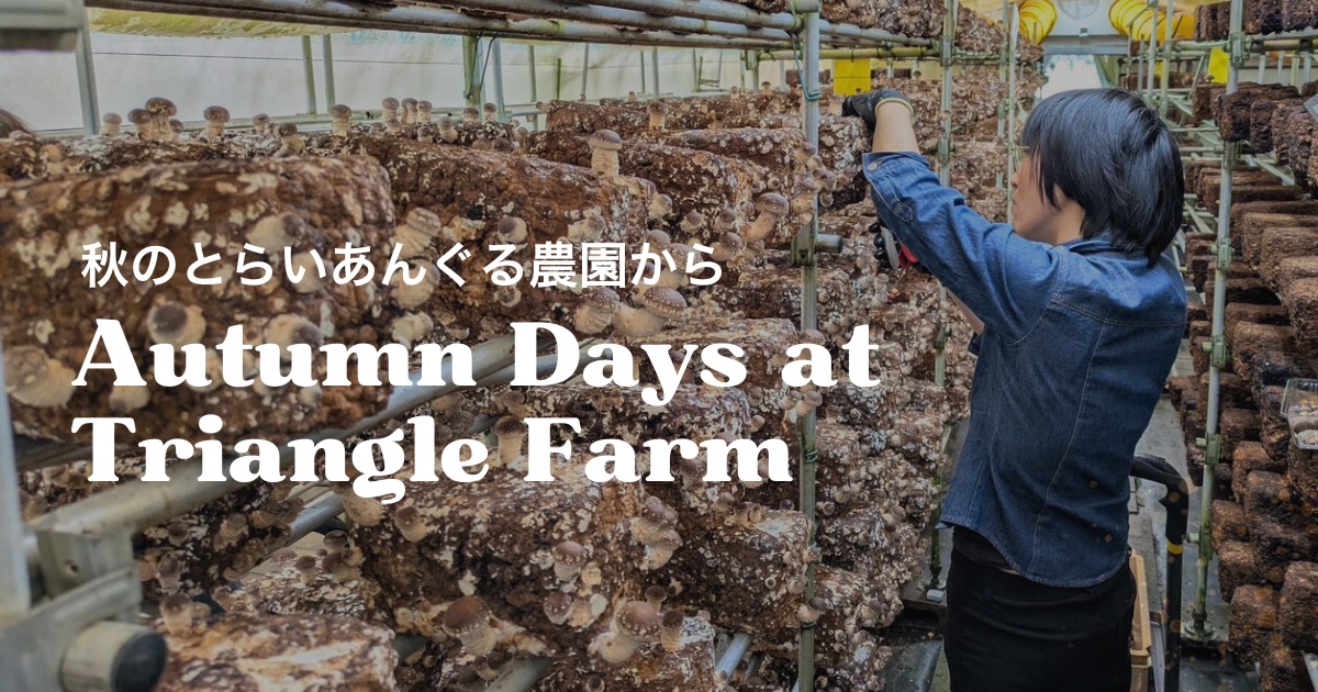 とらいあんぐる農園の栽培ハウスで、椎茸の成長をチェックしながら収穫の準備を進める様子。