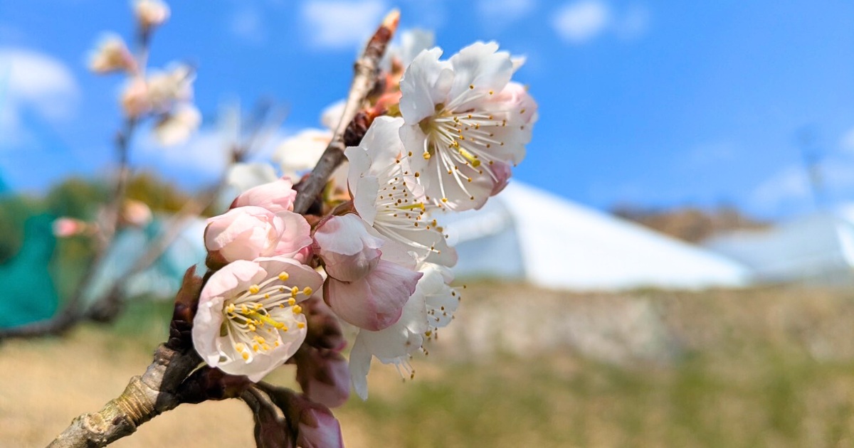 とらいあんぐる農園で咲き始めた春の梅の花と青空